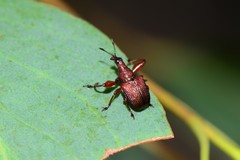 Euops falcata