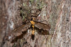 Leptotarsus clavatus
