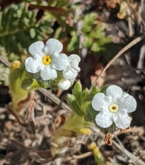 Plagiobothrys tenellus