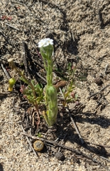 Plagiobothrys tenellus