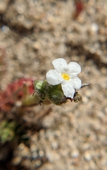 Plagiobothrys tenellus