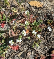 Plagiobothrys tenellus