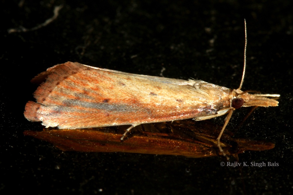 Schoenobius dodatellus