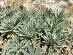 Erigeron petrophilus