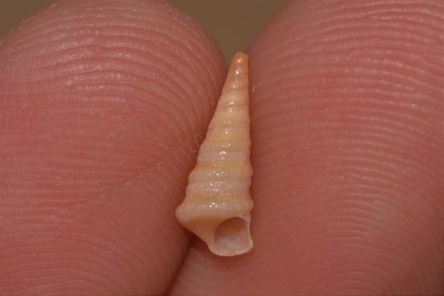 Colpospira australis