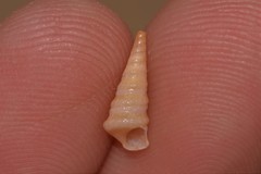 Colpospira australis