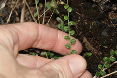 Bossiaea buxifolia