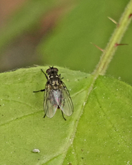 Limnophora