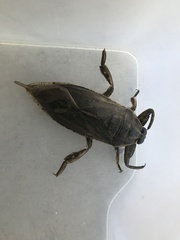 Lethocerus distinctifemur