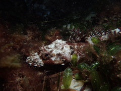 Thysanophrys cirronasus