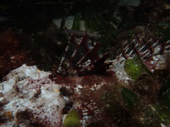 Thysanophrys cirronasus