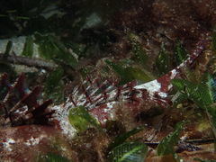 Thysanophrys cirronasus