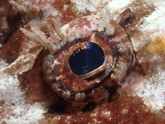 Thysanophrys cirronasus