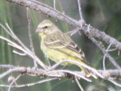 Crithagra mozambica