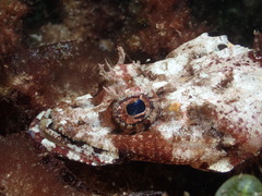 Thysanophrys cirronasus