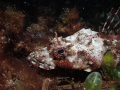 Thysanophrys cirronasus