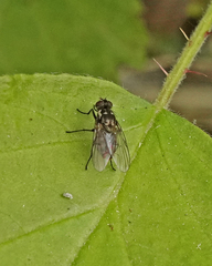 Limnophora