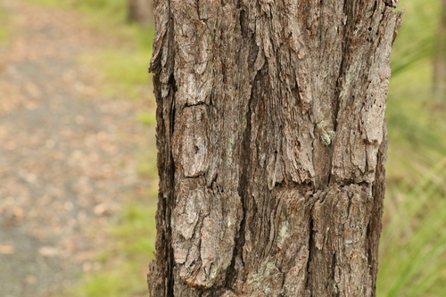 Image of Eucalyptus dura by (c) Greg Tasney, some rights reserved (CC BY-SA)
