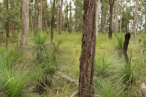 Image of Eucalyptus dura by (c) Greg Tasney, some rights reserved (CC BY-SA)