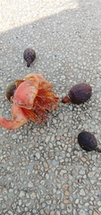 Bombax ceiba