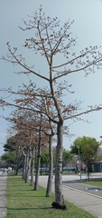 Bombax ceiba
