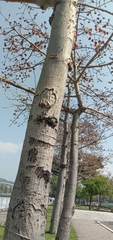 Bombax ceiba