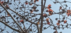 Bombax ceiba