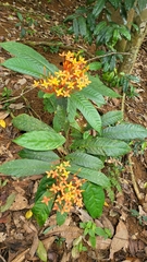 Ixora congesta