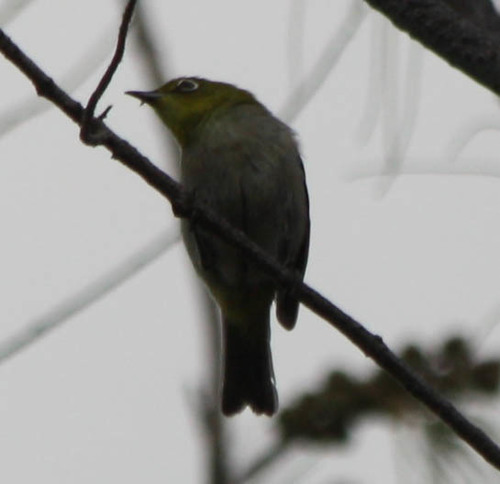 Zosterops japonicus