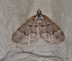 Chrysolarentia psarodes