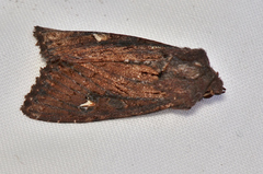 Neumichtis spumigera