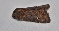 Neumichtis spumigera