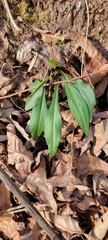 Silene virginica