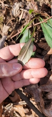 Silene virginica