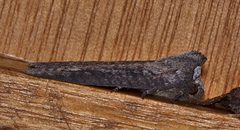 Paralaea chionopasta