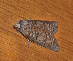 Paralaea chionopasta