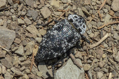 Capnodis