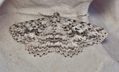 Psilosticha mactaria