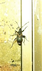 Dindymus circumcinctus