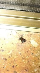 Dindymus circumcinctus