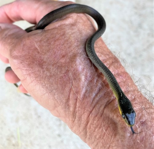 Common Tree Snake sighting