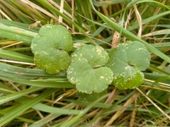 Hydrocotyle robusta