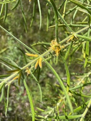 Persoonia mollis