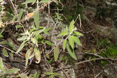 Coleus alloplectus