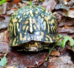 Terrapene carolina carolina