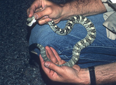 Crotalus ornatus