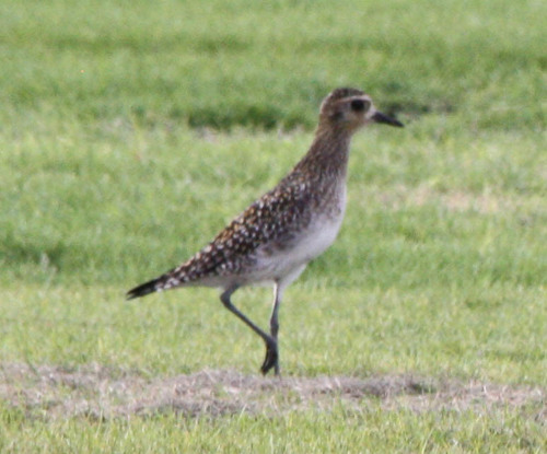 Pluvialis fulva