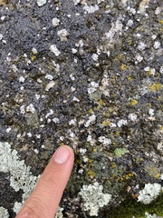 Rhizoplaca glaucophana