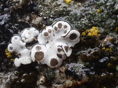 Rhizoplaca glaucophana