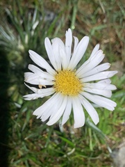 Celmisia pugioniformis